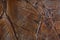 Marble background of orange color with interesting branched veins is called Bidasar Brown