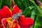 Marble beetle on red flower Daylily. Polyphylla fullo ordinary. Beetle cockchafer marble closeup.