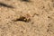 Marble beetle on the sand. Polyphylla fullo ordinary. Beetle cockchafer marble closeup.