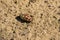 Marble beetle on the sand. Polyphylla fullo ordinary. Beetle cockchafer marble closeup.