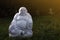 Marble budai hotei in a garden- is a Chinese folkloric deity. Name means `Cloth Sack`, a laughing buddha. Note to the reviewer: