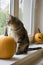 Marble cat sittin on window with halloween pumpkins