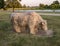 Marble cow by Harold Fooshee Clayton standing in Trinity Lake Park in Dallas, Texas.