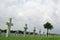 Marble Crosses on a Cemetery