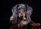 Marble dachshund in black background