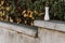 Marble empty vase on green leaves background outdoors