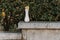 Marble empty vase on green leaves background outdoors