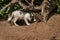 Marble Fox Vulpes vulpes Sniffs at Densite