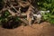 Marble Fox Vulpes vulpes Stalks Around Roots