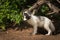 Marble Fox Vulpes vulpes Stands Near Den