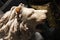 Marble head of a lion in Basilica di Santa Maria del Popolo