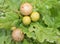 Marble Oak Galls