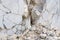 Marble quarry, white marble