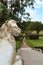 Marble sculpture of the lion on the landing of the Great Italian staircase of the Pavlovsk Park, St. Petersburg.