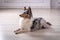 Marble Sheltie Collie dog lying down at home on the floor