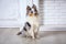 Marble Sheltie Collie dog sitting at home on the floor