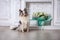 Marble Sheltie Collie dog sitting indoor near bouquet of flowers