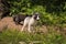 Marble and Silver Fox Vulpes vulpes Stand Near Den