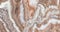 Marble Texture brown background