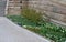 Marble white mosaic, and biennial floral geometric polygonal striped flowerbed of pansies blue blue with drip irrigation at the st