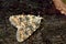 Marbled beauty moth (Cryphia domestica)