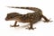 The marbled bow-fingered gecko or Javan bent-toed gecko lizard cyrtodactylus marmoratus isolated on white background