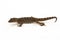 The marbled bow-fingered gecko or Javan bent-toed gecko lizard cyrtodactylus marmoratus isolated on white background