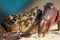 Marbled crab portrait / Pachygrapsus marmoratus