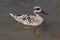 Marbled duck (Marmaronetta angustirostris).