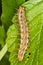 Marbled Fritillary caterpillar / B