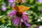 Marbled fritillary sitting on the Eastern purple coneflower. Beauty big butterfly