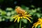 Marbled fritillary sitting on the flower. Beauty big butterfly, yellow flower.
