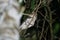 Marbled Frogmouth or Podargus ocellatus seen in Nimbokrang ,West Papua,Indonesia