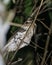 Marbled Frogmouth or Podargus ocellatus seen in Nimbokrang ,West Papua,Indonesia