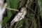 Marbled Frogmouth or Podargus ocellatus seen in Nimbokrang ,West Papua,Indonesia