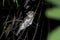 Marbled Frogmouth or Podargus ocellatus seen in Nimbokrang ,West Papua,Indonesia