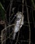 Marbled Frogmouth or Podargus ocellatus seen in Nimbokrang ,West Papua,Indonesia