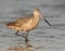 Marbled Godwit