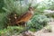 Marbled Godwit bird standing on a rock