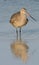 Marbled Godwit in blue water with reflection in wa