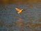 Marbled godwit flying at seaside beach