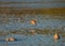 Marbled godwit flying at seaside beach