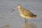 Marbled Godwit, Limosa fedoa