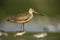 Marbled godwit, Limosa fedoa