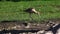 A Marbled Godwit searches for food