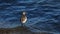 A Marbled Godwit searches for food along the shore