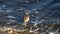 A Marbled Godwit searches for food on a wavy shore