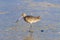 Marbled Godwit on the shore at Laguna Beach, California