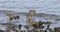 Marbled Godwits, Limosa fedoa, with Willet, Tringa semipalmata 4K