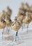 Marbled Godwits resting on a beach - St. Petersburg, Florida